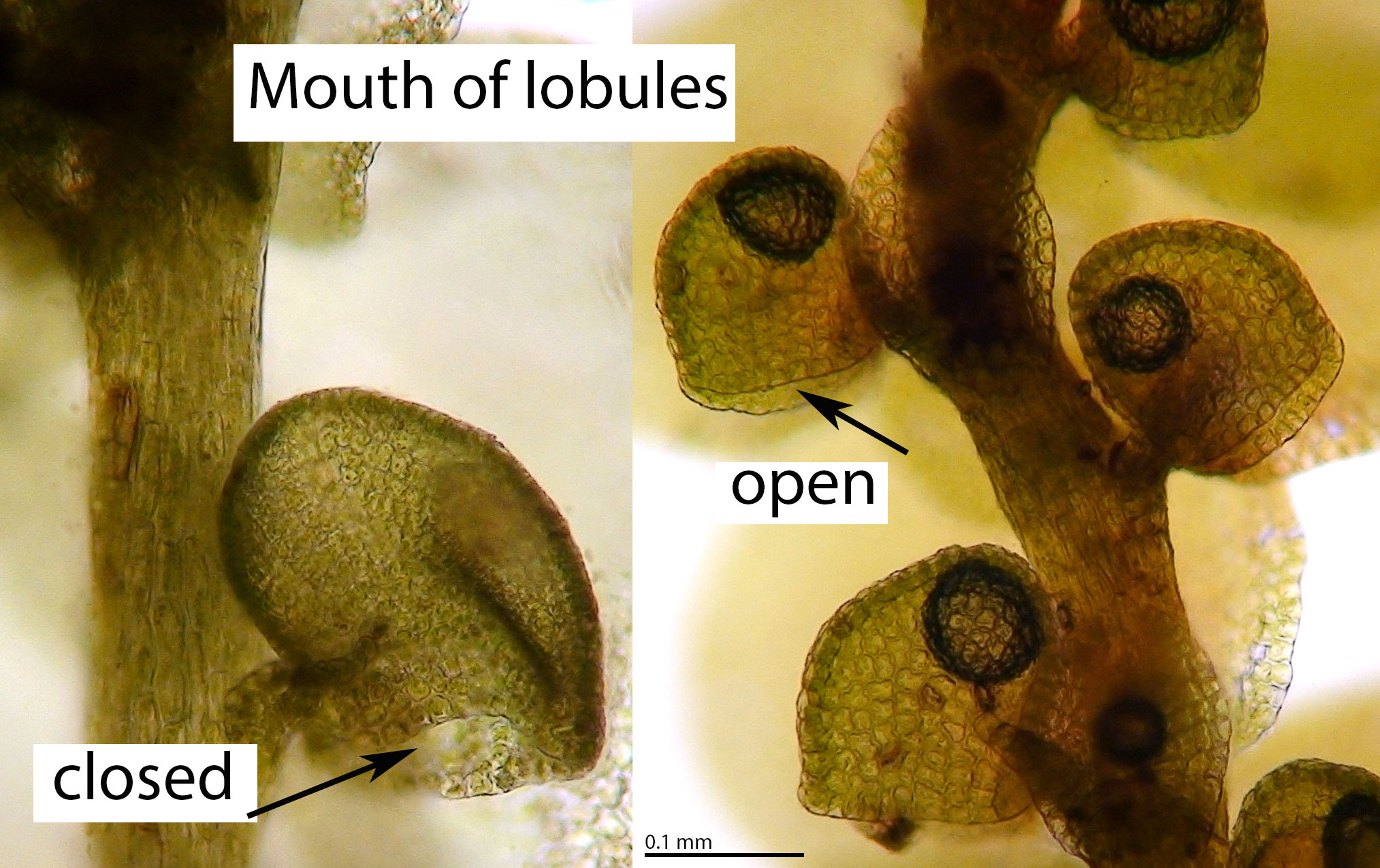 Lobule